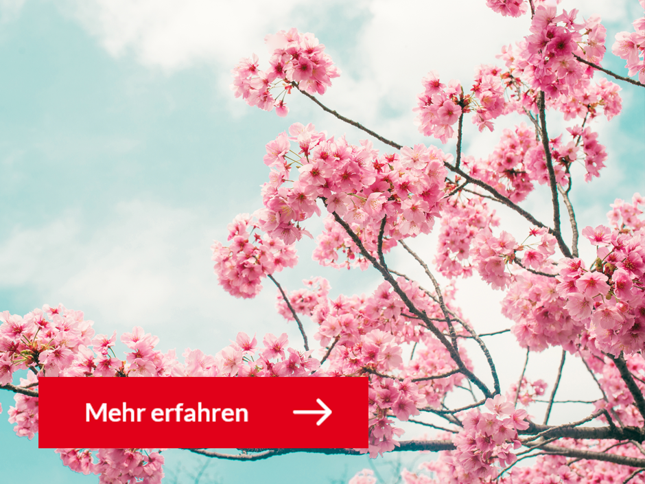 Abbildung Magnolienblüte für Saisonale Angebote