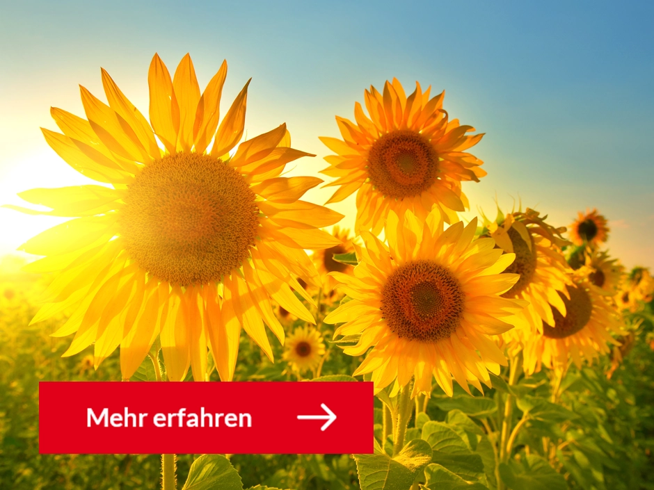 Abbildung Sommer für Saisonale Angebote